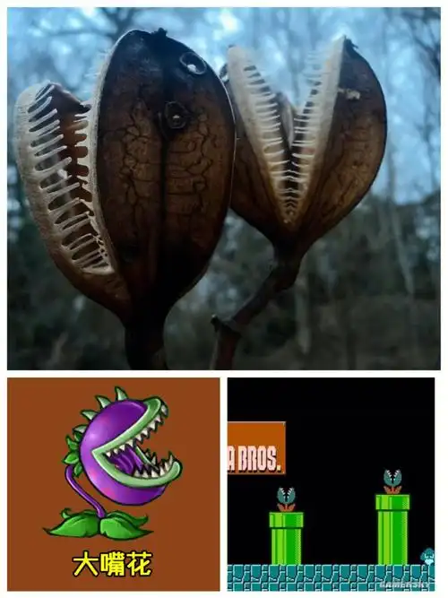 马里奥里的食人花植物僵尸里的大嘴花