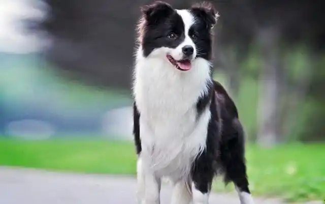 首先,养边牧犬需要宠物主人有一定的养犬经验.