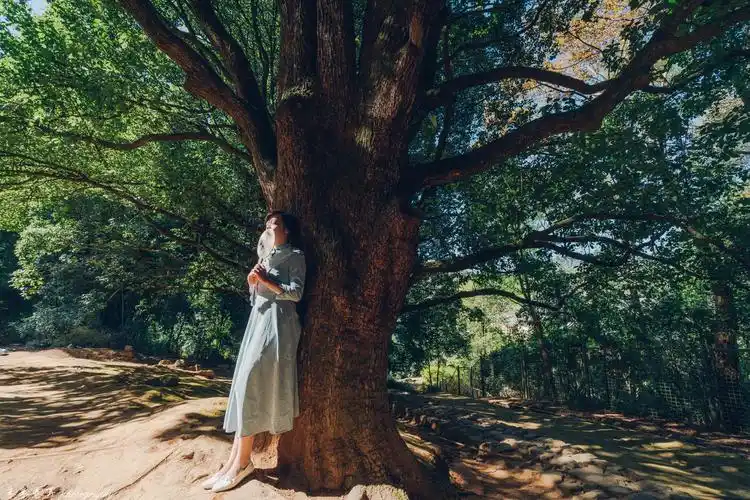 古镇路上 古樟树下 漫步着追忆的时光 愿时光静好