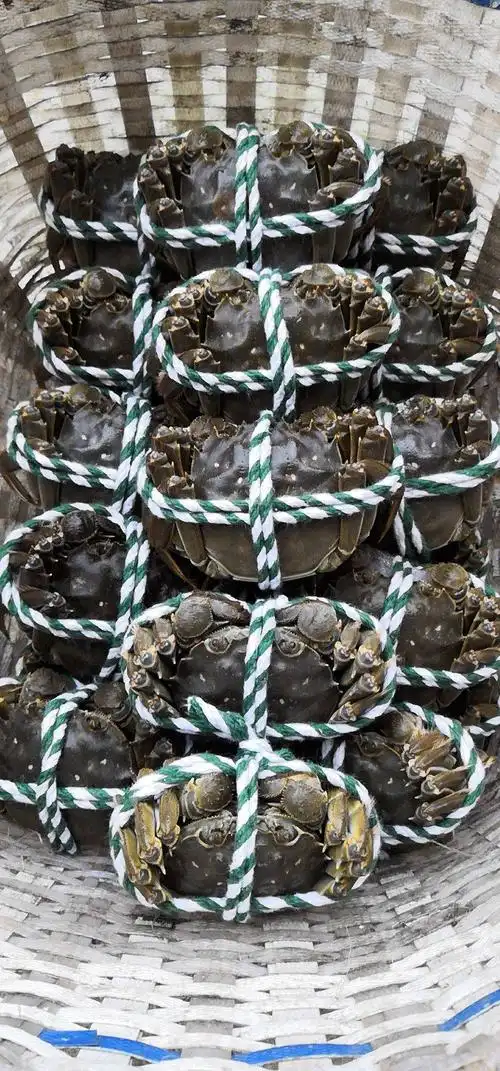 阳澄湖大闸蟹 2.0-2.5两 母蟹