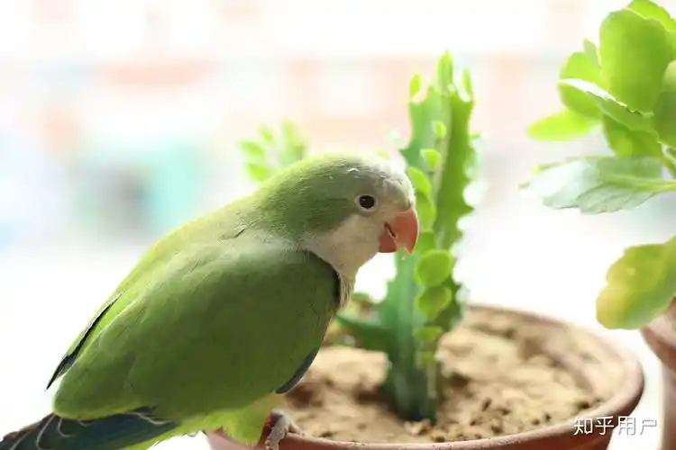 养一只绿和尚鹦鹉是一种什么样的体验? - 知乎
