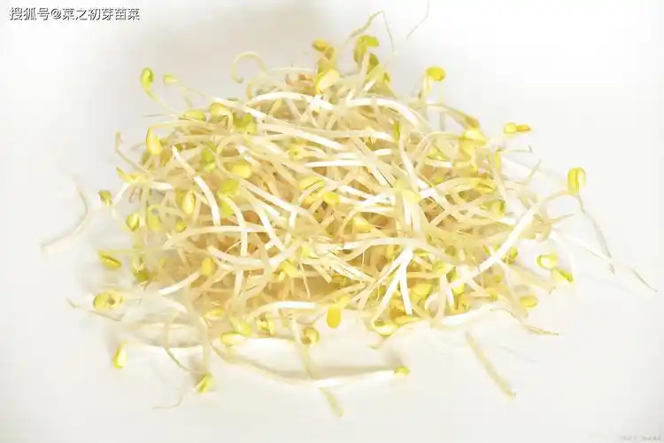 绿色芽苗菜——大有"钱"途