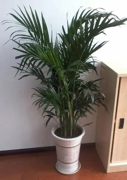 富贵椰子的风水及摆放