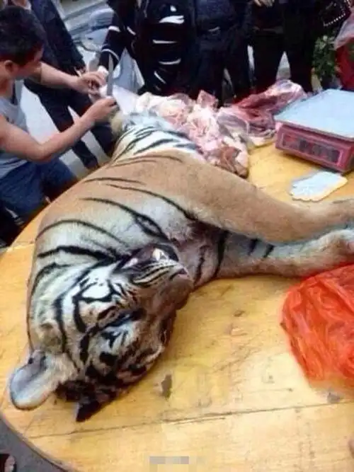 网曝老虎被当街开膛破肚按斤卖疑遭人恶搞