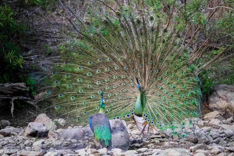 绿孔雀开屏求偶.颜谦 摄