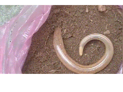 似蛇非蛇诸暨大叔挖到的山鳗竟是濒危保护动物