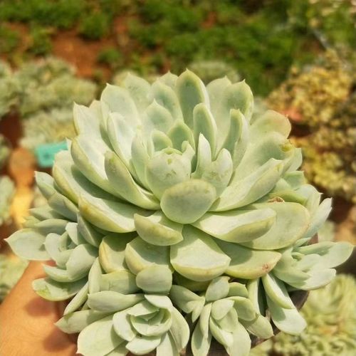 多肉植物【冰梅】