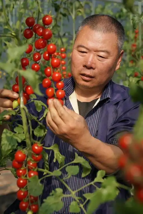 太公庙村的一家现代农业产业示范园的大棚内,农民在查看圣女果长势