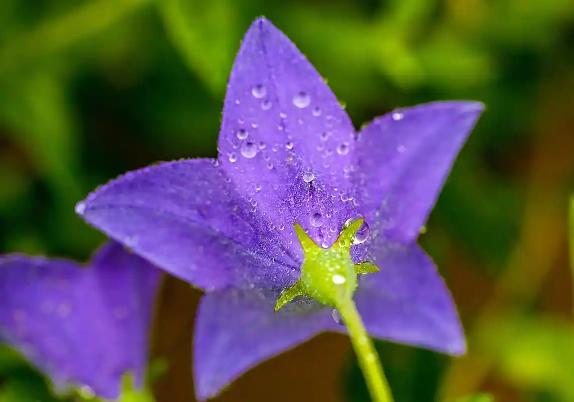 桔梗科植物——桔梗花