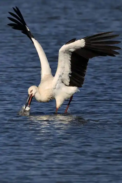 上海最新"家底"公布,地利人和是关键,也有讲不出道理的偶然_鸟类_崇明