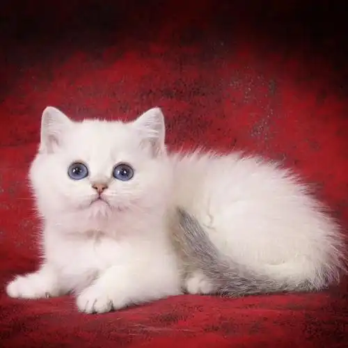 银点渐层纯种英短幼猫英国短毛猫折耳小奶猫咪活物体幼崽苏州猫舍