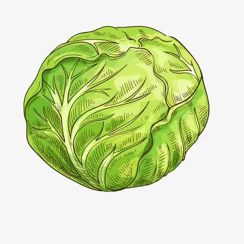 创意手绘包菜矢量图