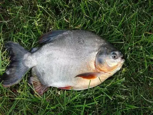 垂钓淡水白鲳,它是"食人鲳"的近亲,长着与其不匹配的牙齿|深水|白鲳鱼