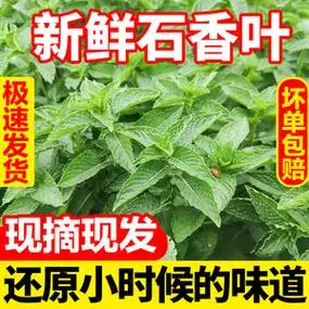 河南特产十香菜