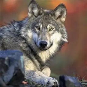 霸气凶残的狼的头像 凶残的狼图片