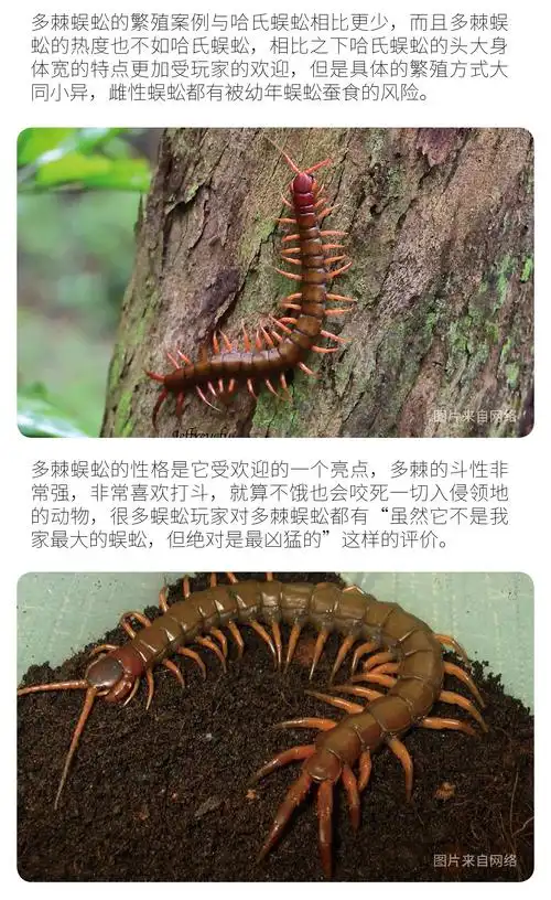 物种小谈┃多棘蜈蚣