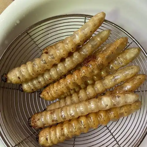 伟博速冻大柴虫大木虫大财虫大木花哈虫木虫天牛幼虫食用高蛋白 1斤