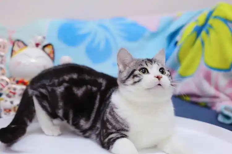 【宝安】美短虎斑美短加白1k 起