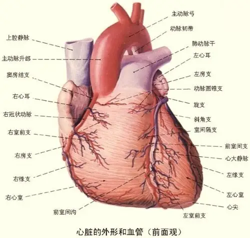 人体解剖图:心脏的外形和血管(前面观)