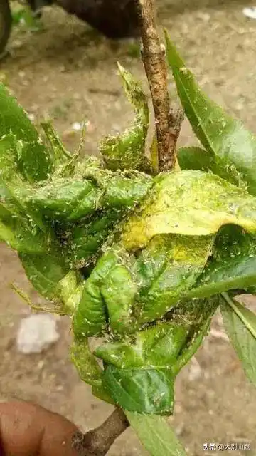 桃树蚜虫的危害与防治,桃树种植户应当掌握的管理技术_进行_严重_果树
