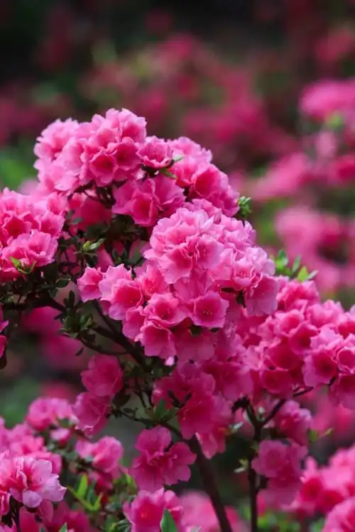 这座小城处处都是花海瀑布,简直美翻了!