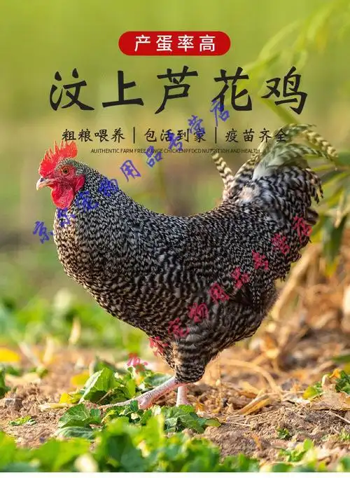 天弗纯种芦花鸡散养活鸡到家半大鸡汶上芦花活体芦花鸡拍622公6母半斤