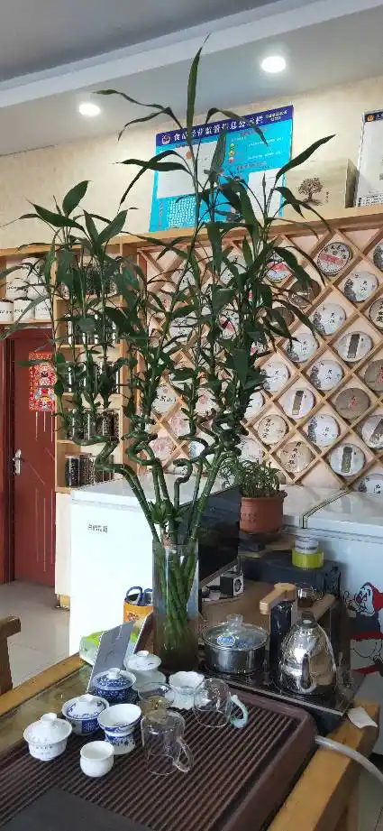 我的转运竹是不是长到极限了,已经好久都没长过了