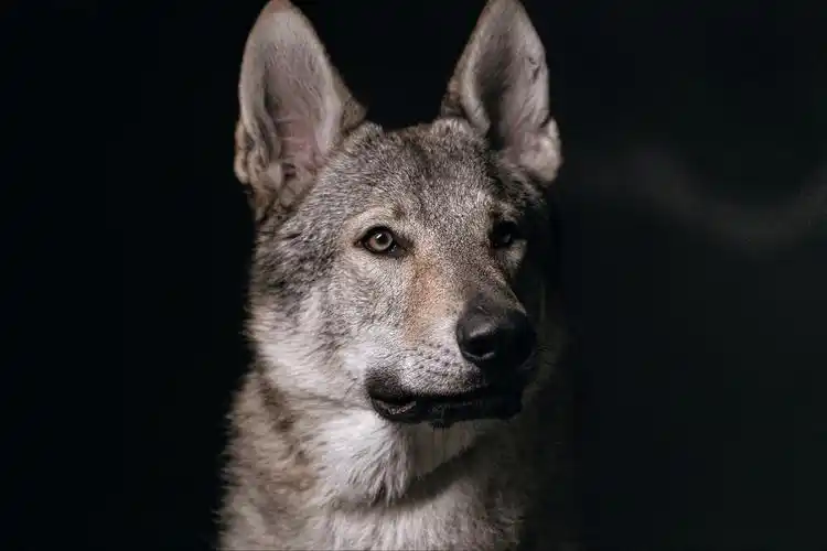 养一只"捷克狼犬"吧,你会爱上它的