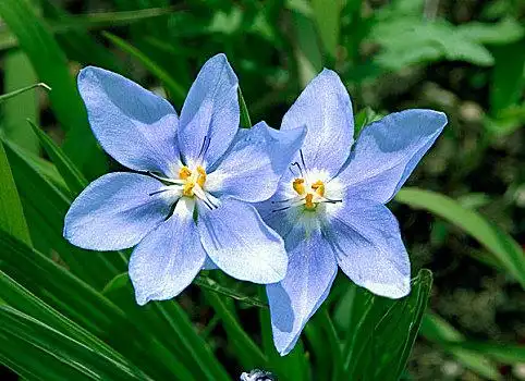 美国,堪萨斯,蓝色,野花