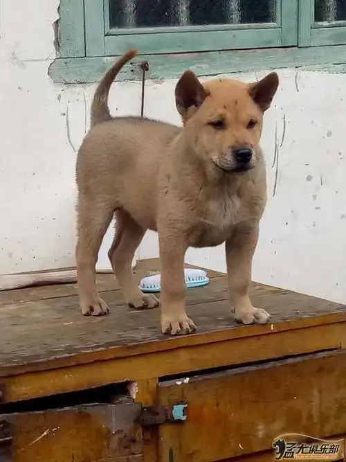 出售广西猎犬精品猎犬