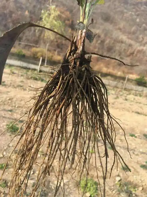 苍术北苍术枪头菜