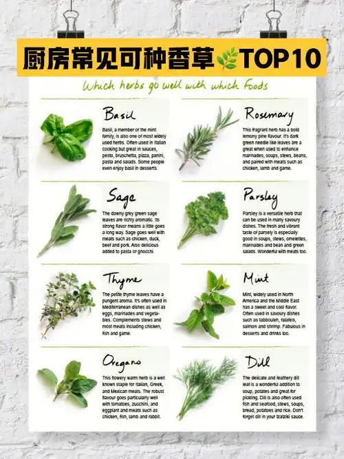 10种常见香草厨房可食用香料种法及用途