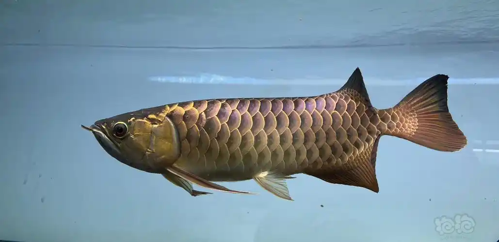 【龙鱼】红龙鱼随笔新手篇(四)进鱼篇-图2