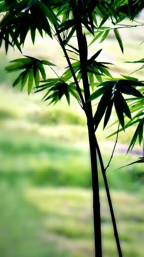 青竹,宁可食无肉,不同"机"无竹,16:9手机壁纸(2) - 懒猫摄瘾a - 图虫