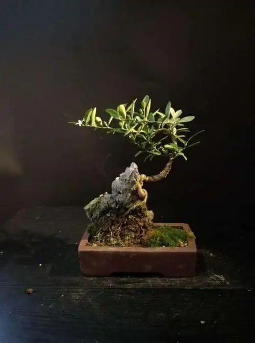 养金豆盆景要做好这四点,叶子不发黄,金豆挂满枝!