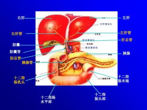 最新基础医学肝脏物质代谢主题讲座课件ppt