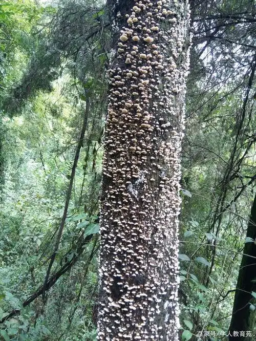 丛林中的野木耳图片集