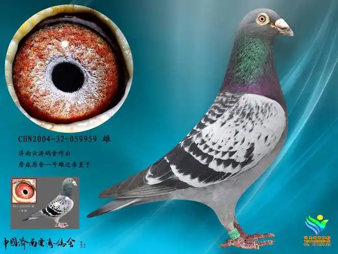 詹森一号雄直子_济南钟雷鸽舍_ ag188.com爱鸽商城_中国信鸽信息网