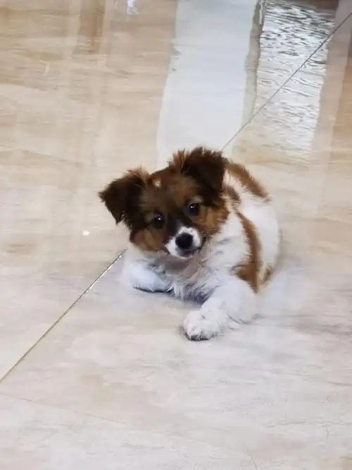 捡的,是蝴蝶犬串串吗?有懂得吗?