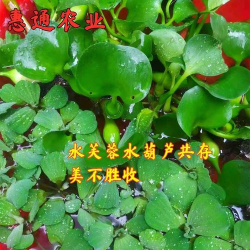 水培植物水芙蓉 水葫芦 水浮连浮萍净化水质造景养鱼养龟养虾水草