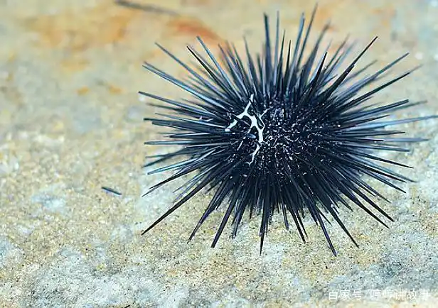 海胆的做法也是多种多样的,味道十分鲜美,食之有滋阴补肾之效