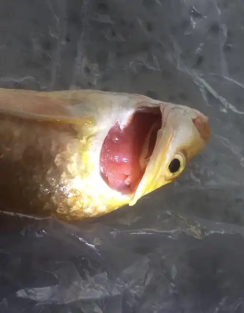 这鱼鳃到底是寄生虫还是细菌感染