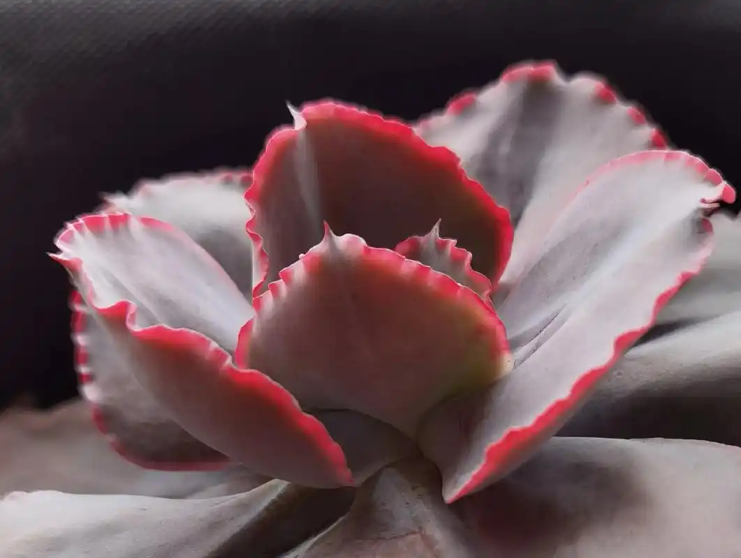 蓝色妖姬又叫法国皇后老桩多肉植物,包菜三仙之一多肉植物 - 抖音