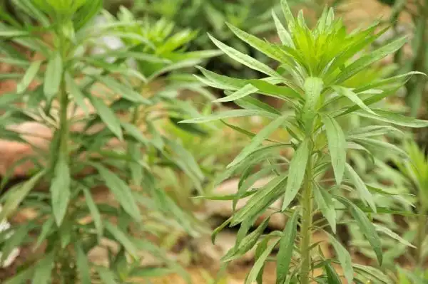 【识药草】小蓬草