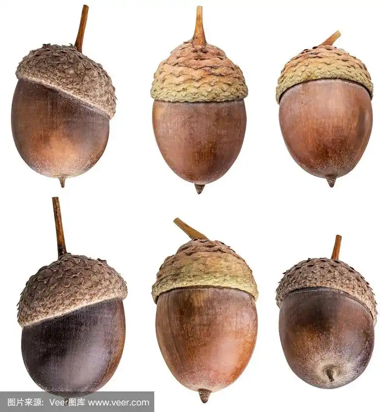 孤立在白色背景上的橡树子