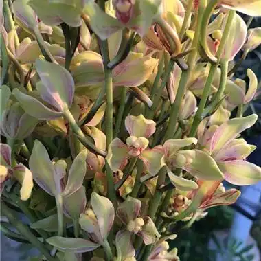 建兰紫金彩梅3苗2花苞