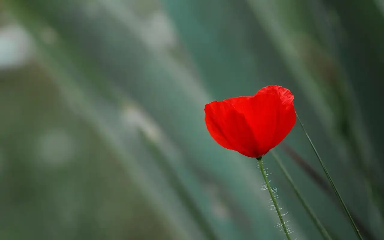 罂粟花粉红花朵美丽桌面壁纸