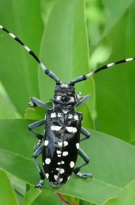 昆虫大力士之天牛_腾讯新闻