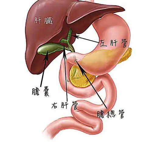 胆囊的六大作用
