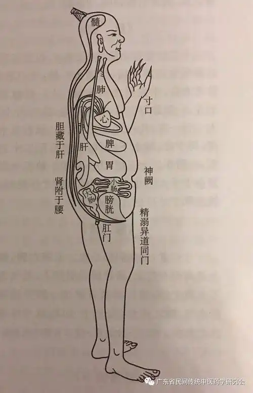 因此张仲景提出:观今之医……按寸不及尺,握手不及足;人迎,趺阳三部不